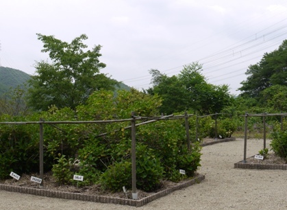 あじさい寺１１