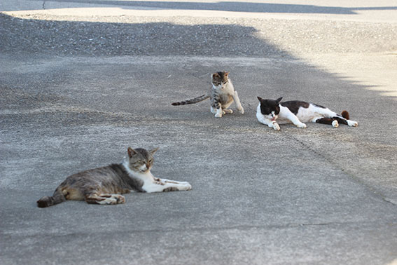 我が家のニャンコ♪2014/05/13-2