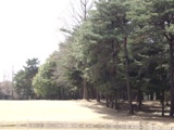 星の宮　林.JPG