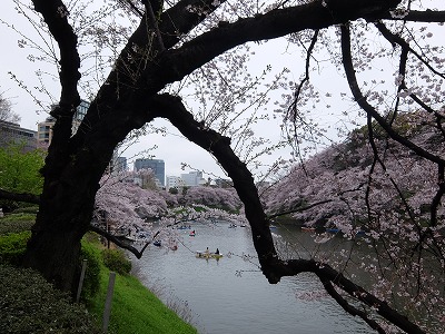 千鳥ヶ淵１.jpg