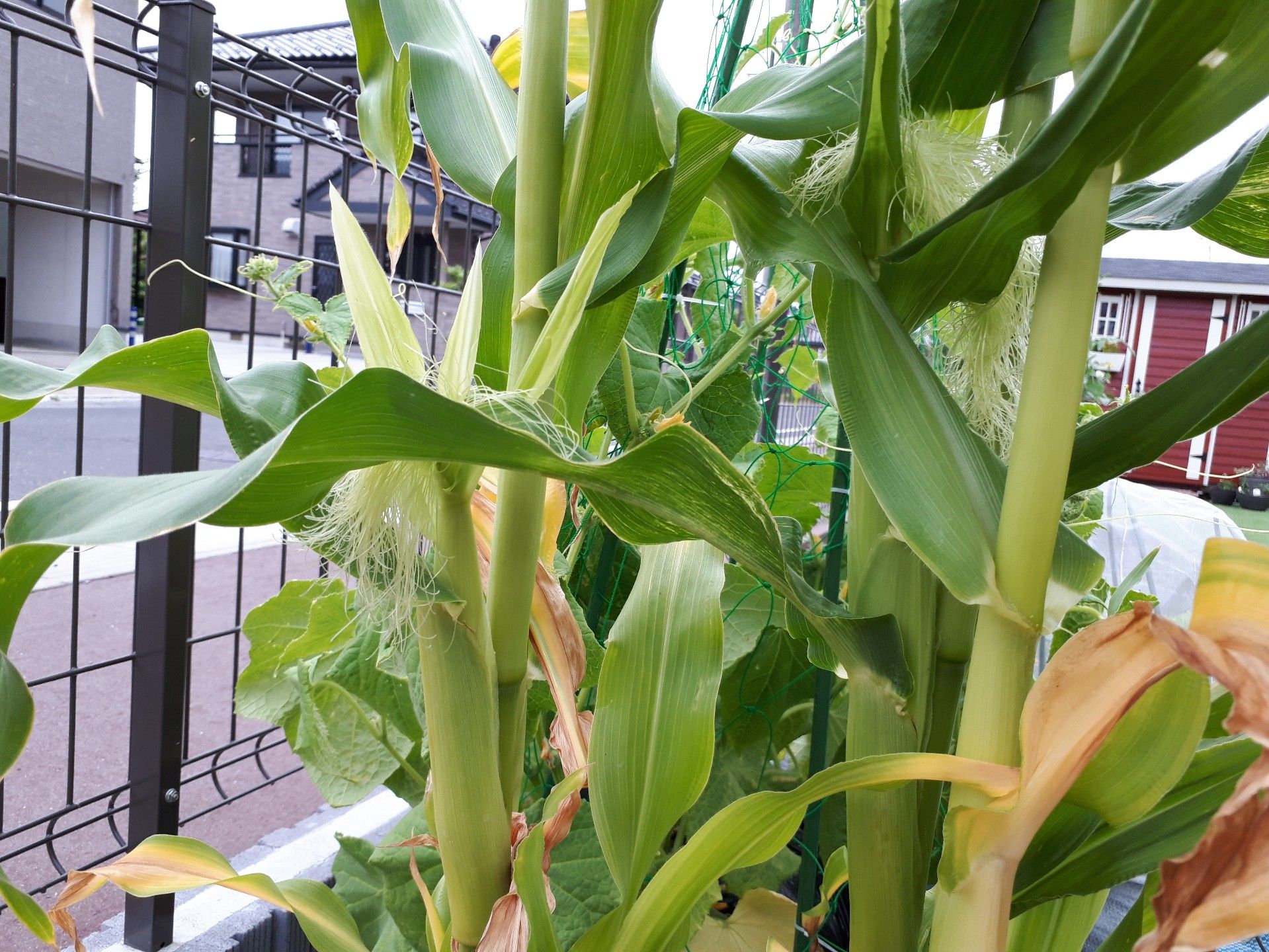 とうもろこしは髭が映えてきました ゆるふわgarden お野菜とお花たちと日々の出来事 楽天ブログ