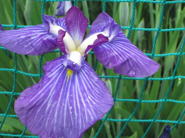 菖蒲_1144.jpg