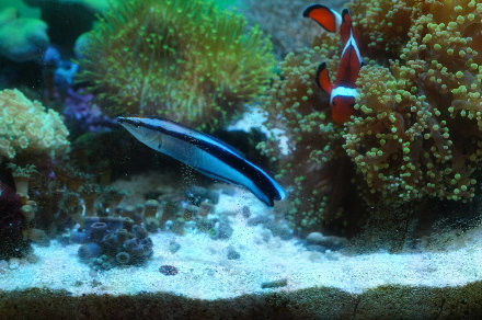 2015_0726ﾎﾝｿﾒﾜｹﾍﾞﾗ30cm0010.JPG