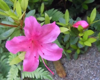 さつきの花が咲いた。.JPG
