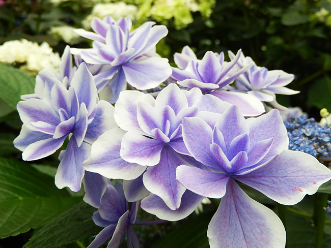 紫陽花３