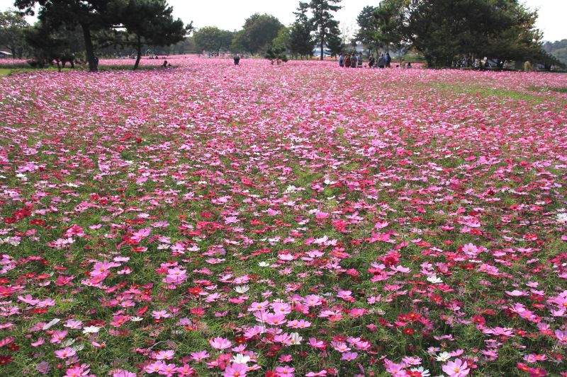 武庫川コスモス園_003.jpg