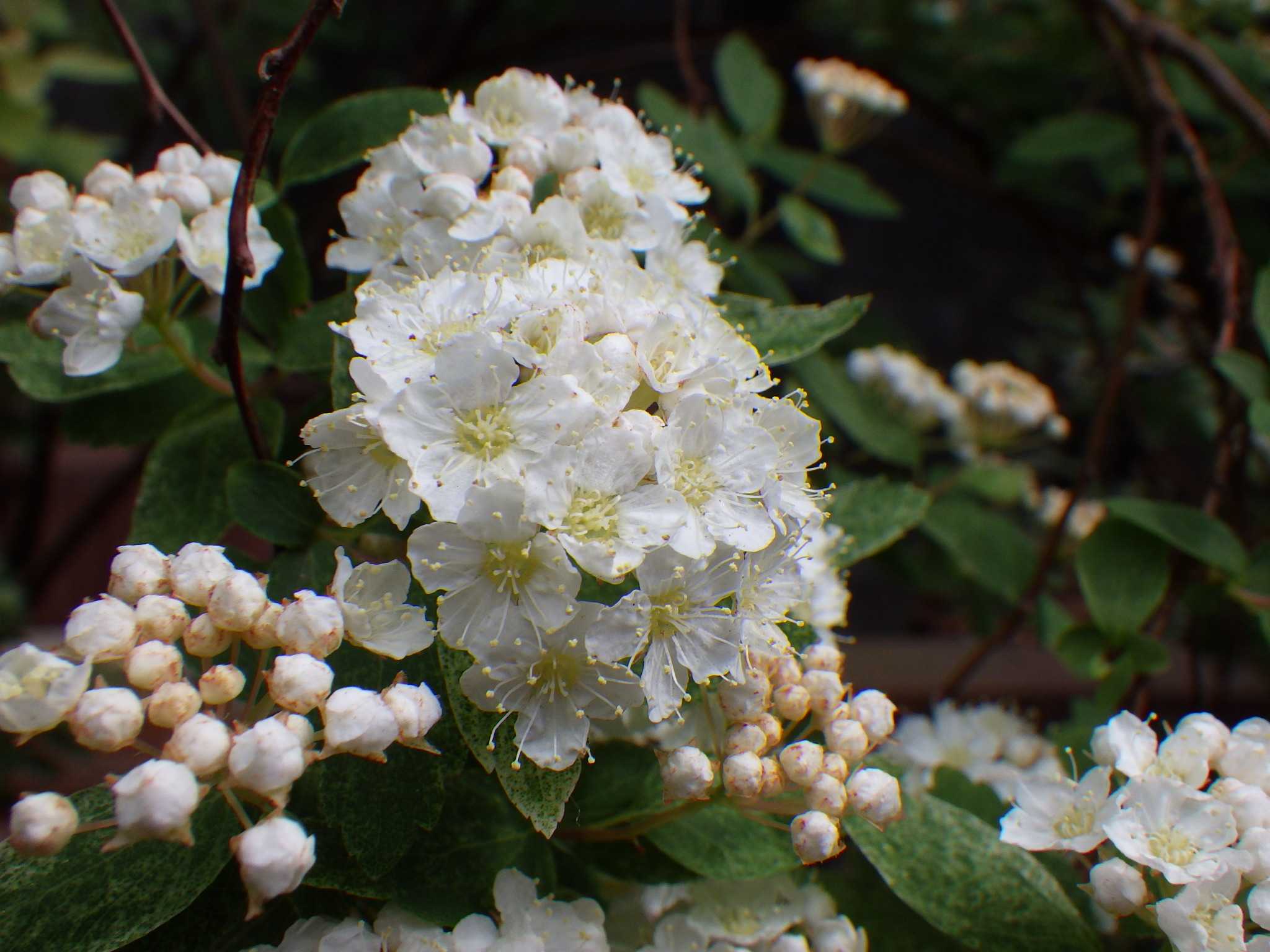今年はコデマリ ピンクアイス の花付きが良いです バラを咲かせることが好き 楽天ブログ