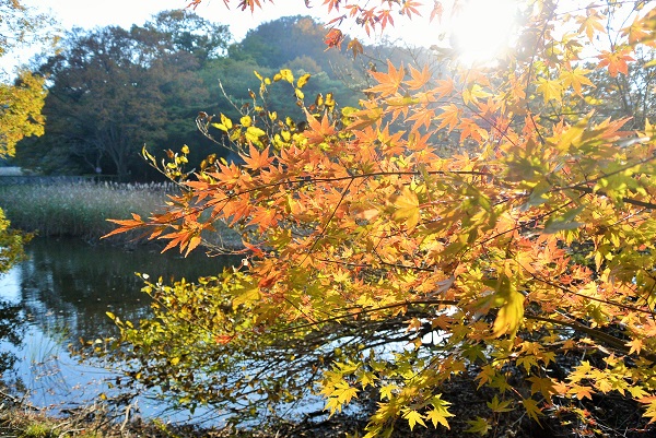 一碧湖