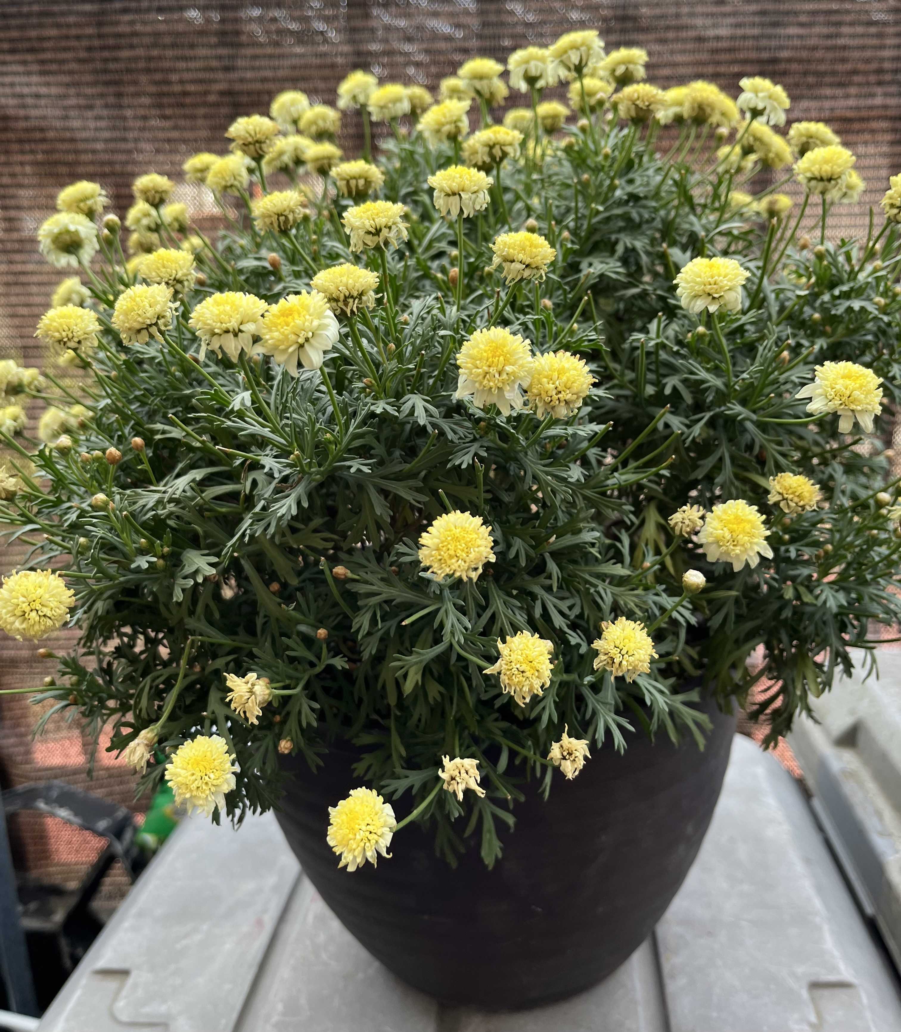 ボンザマーガレットの切り戻し akoakiblog 楽天ブログ