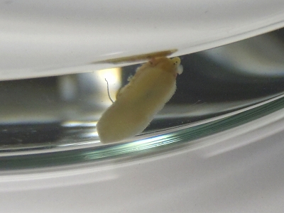 ヒメアワビ（Stomatella impertusa）2