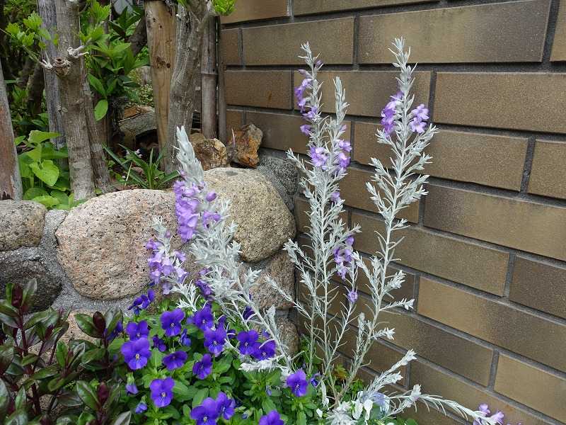 4月11日 先週に出合った花 4月の花 その２ Gazengamaのブログ 散歩中に出合った花と趣味の陶芸作品 楽天ブログ