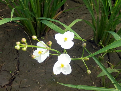 オモダカの雄花