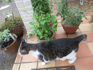 IMG_9493ss.jpg