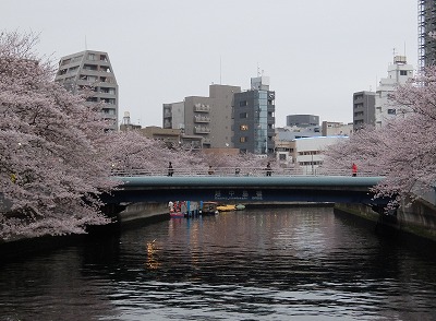 越中島橋の桜.jpg