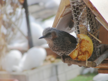 2017-04-04hiyo-waka (1).JPG