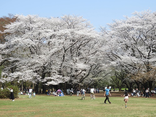 光が丘公園の桜