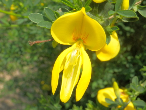 受粉後のエニシダの花