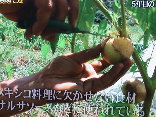 トマティーヨ