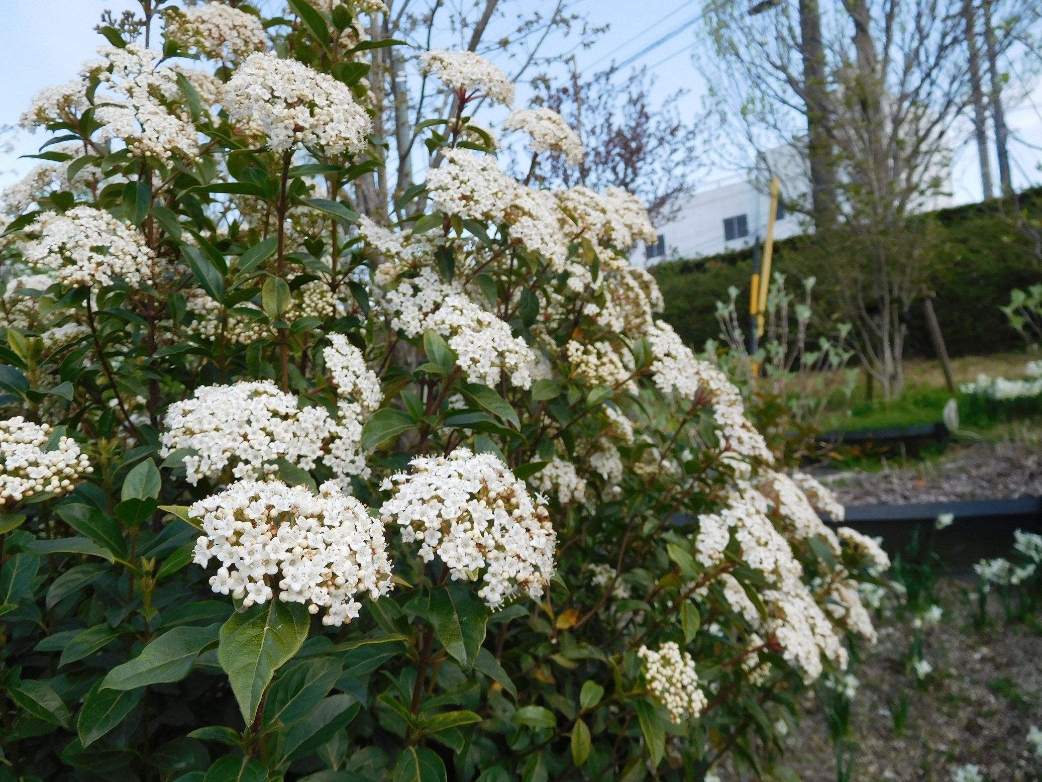 デンパーク 2017春 4/12 その2 ~白の花木園。 | TEA&GARDEN ちょっとひとりごと - 楽天ブログ