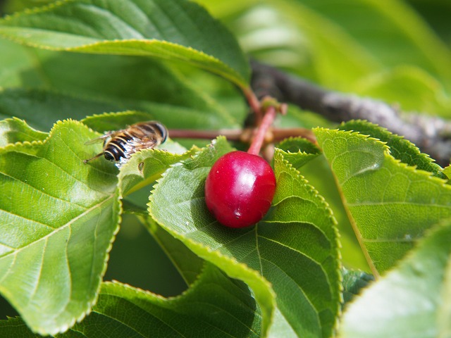 P4290272.jpg