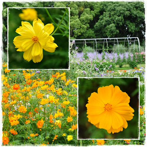 花３