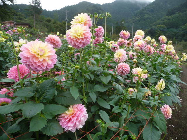 992 思春期