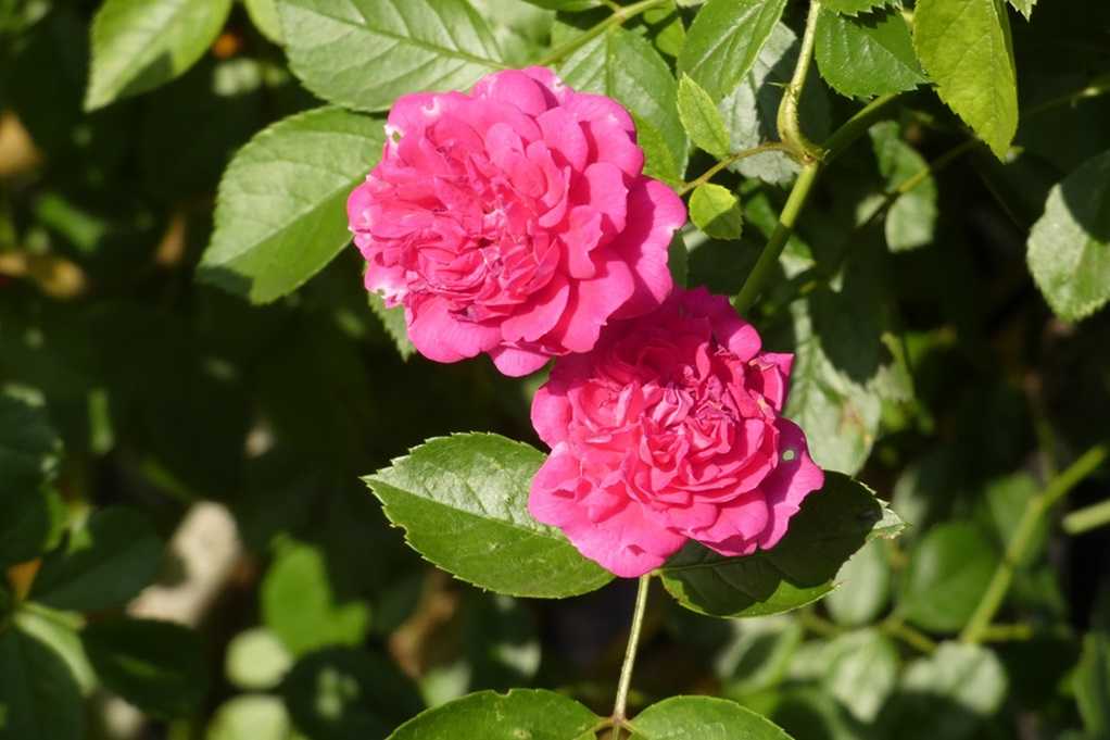 515