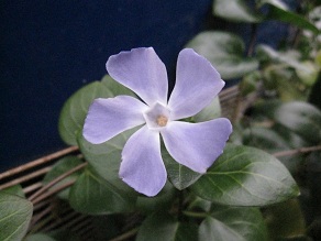 IMG_7592.JPG