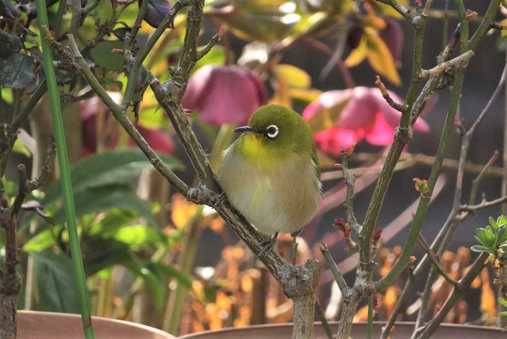 庭の鳥;蜜柑メジロ♂♀、仲良しメシロ。 | 大分金太郎の花鳥蝶月 - 楽天ブログ