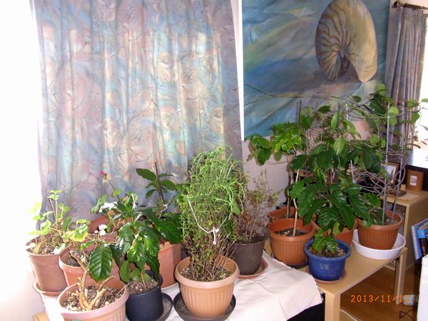 １１／１１部屋に入れた植木.jpg
