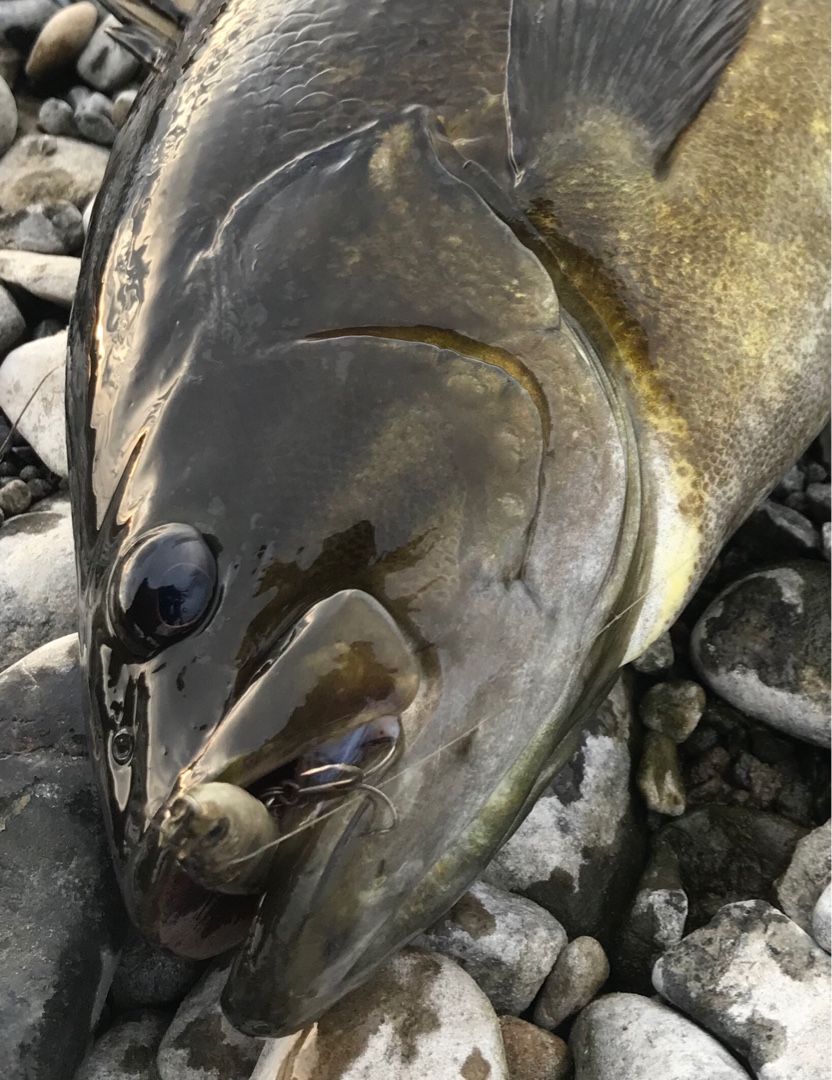 多摩川レッドペッパー そりたく1967のブログ 楽天ブログ