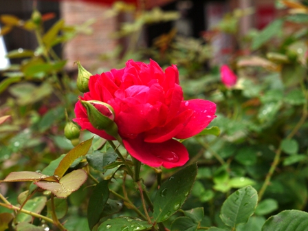 アンダーザローズ