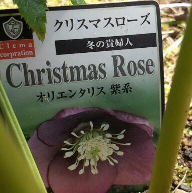 クリロー　タグ.jpg