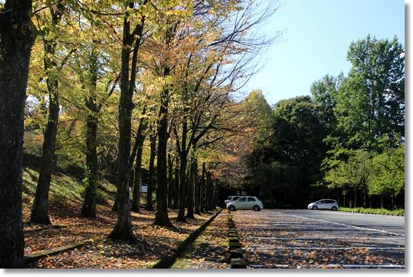 樹木公園-1 カツラ並木-1 15.10.14