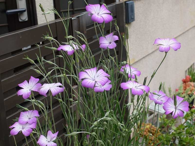 4月22日 今日の一花 アグロステンマ Gazengamaのブログ 散歩中に出合った花と趣味の陶芸作品 楽天ブログ