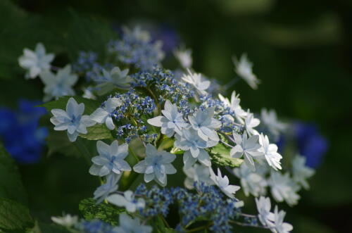 昭和記念公園の紫陽花