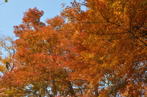 寺家公園　紅葉