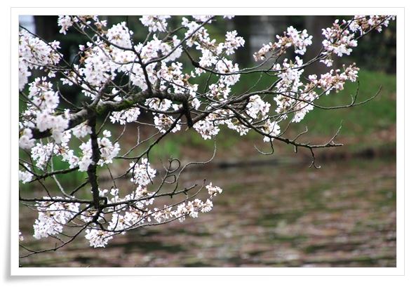 奥卯辰山健民公園・大池-9 15.4.13