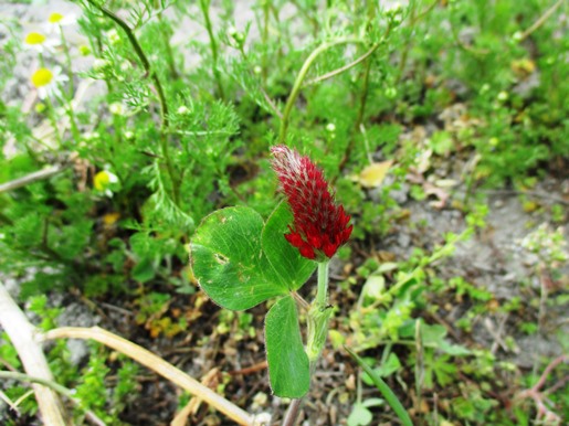 IMG_2418ｸﾘﾑｿﾝｸﾛｰﾊﾞｰﾌﾞﾛｸﾞ.jpg