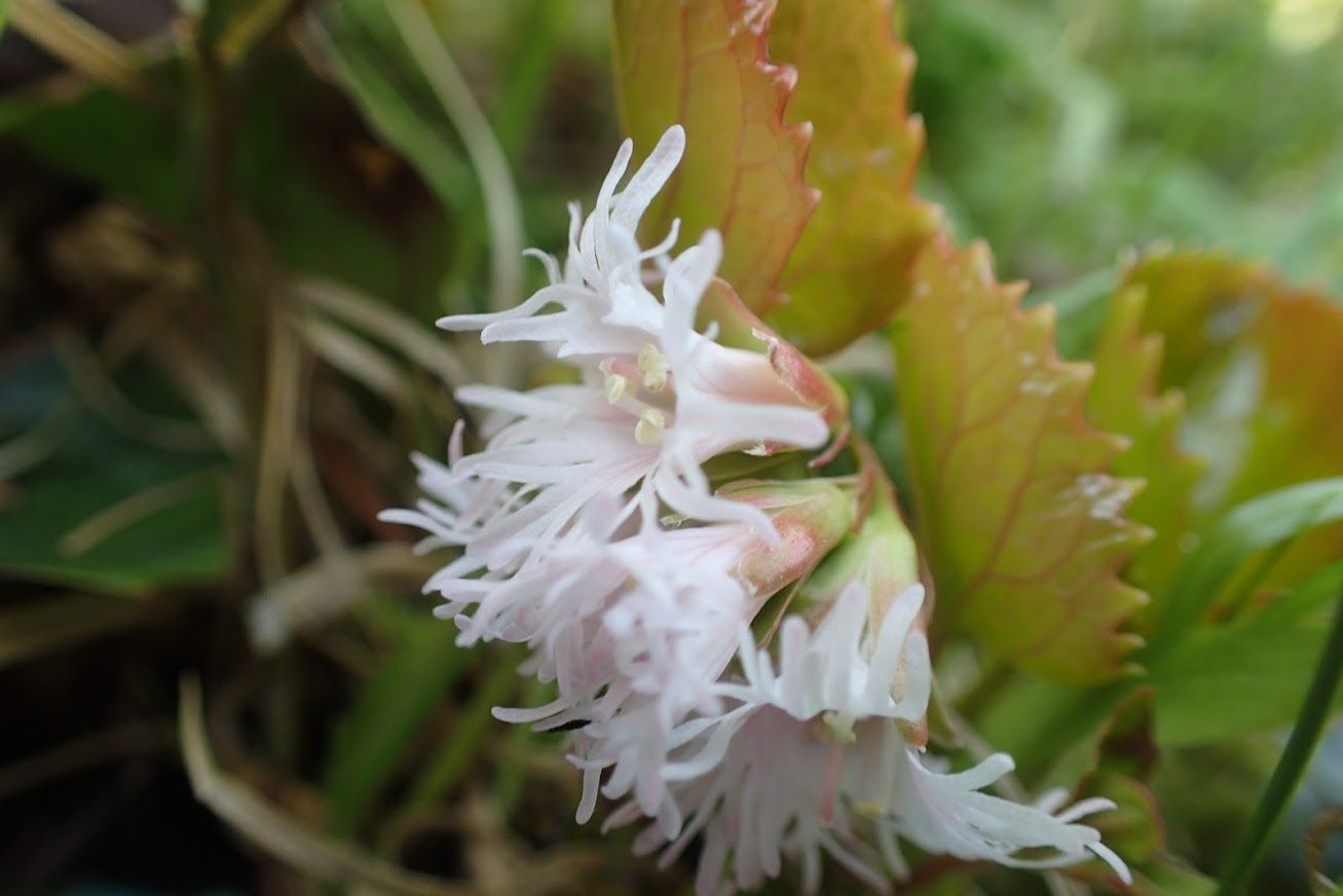 コイワカガミの花 北海道 登山日和 花日和 楽天ブログ