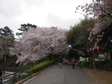 浜松城公園の桜