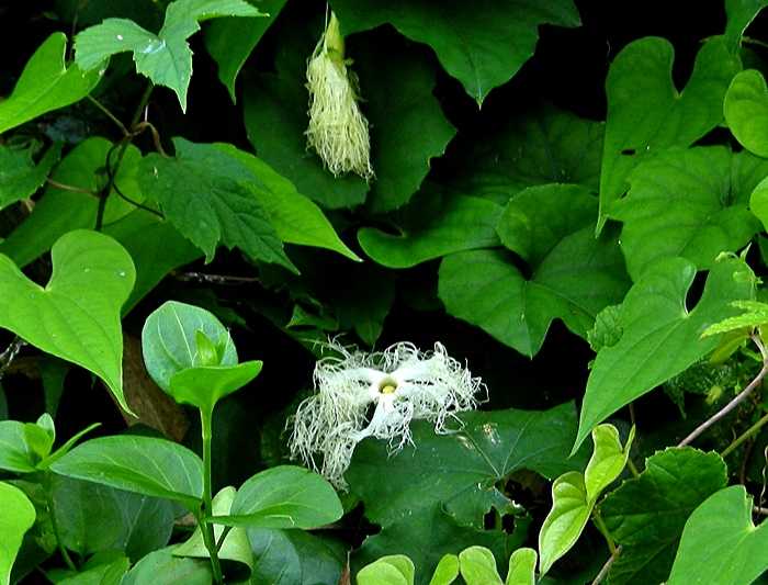 カラスウリの花1