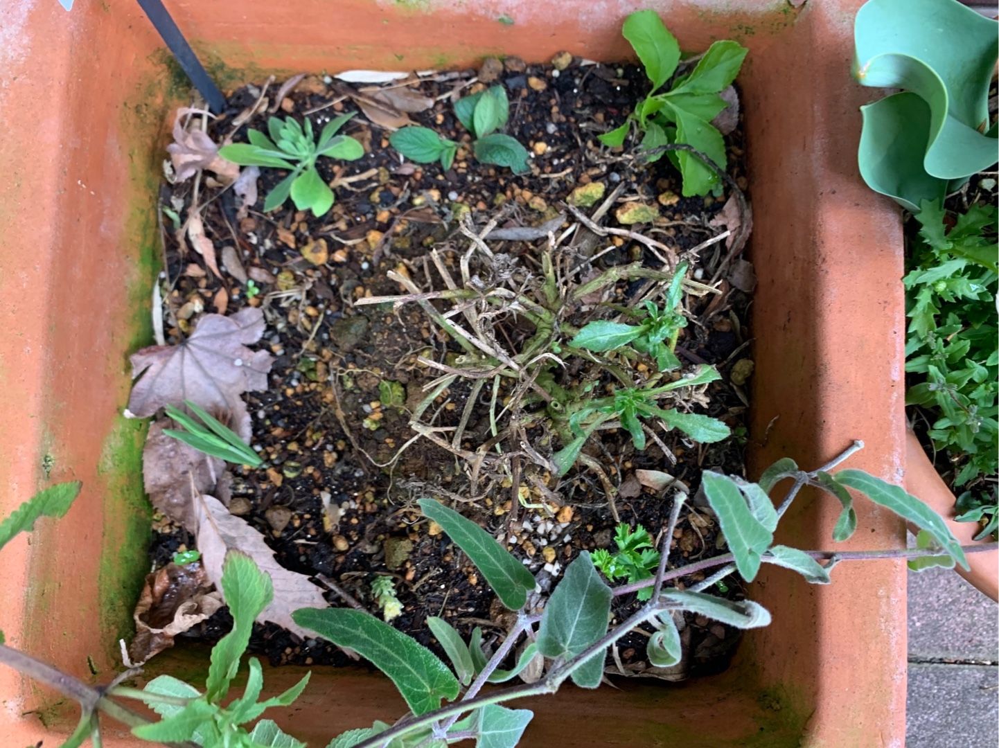 うちの花の撮影 雨の前に挿し芽したりしました Music Land 私の庭の花たち 楽天ブログ