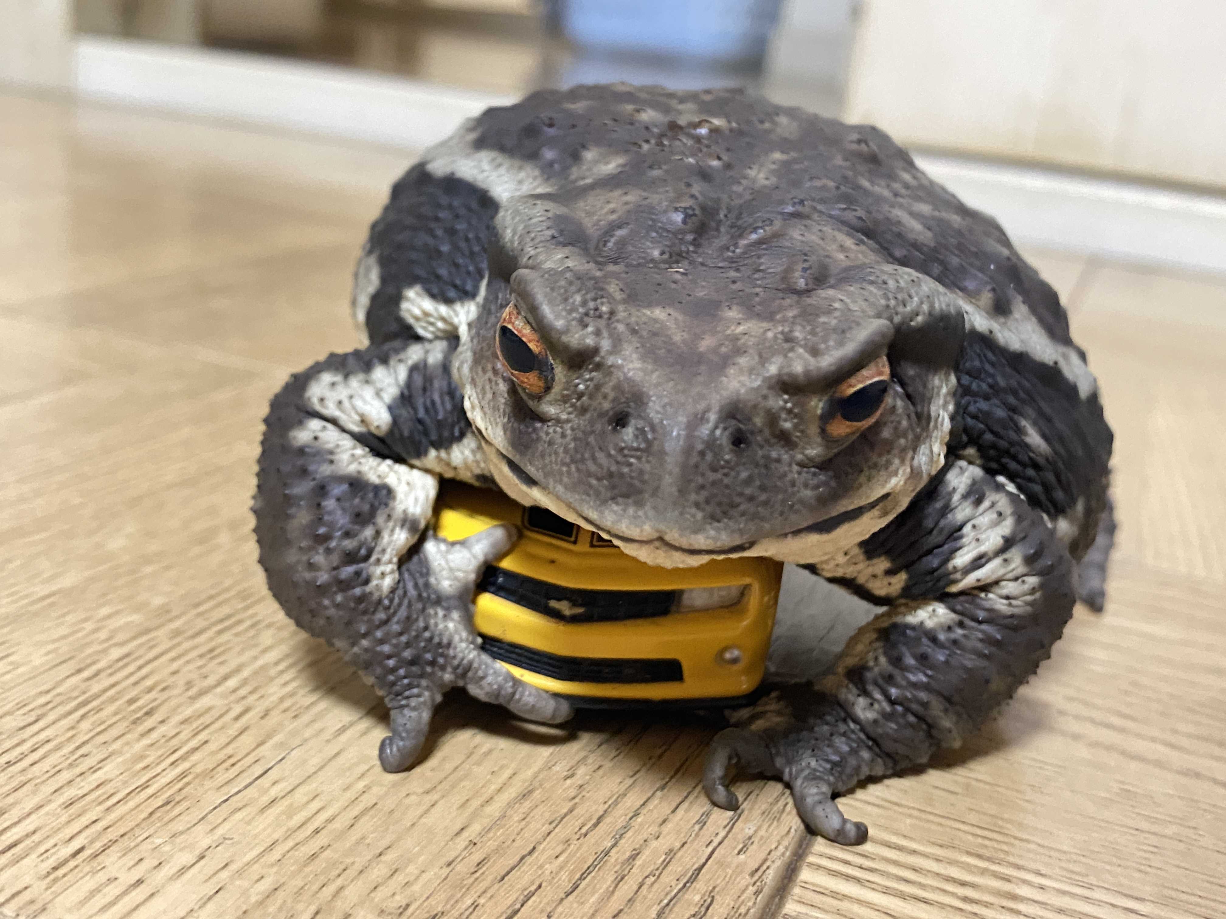 ヒキガエルのガマさんの新しいお家🐸🎵 | そらまめな日常 - 楽天ブログ