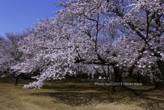 光景　sight0410　桜　サクラ　cherry blossom