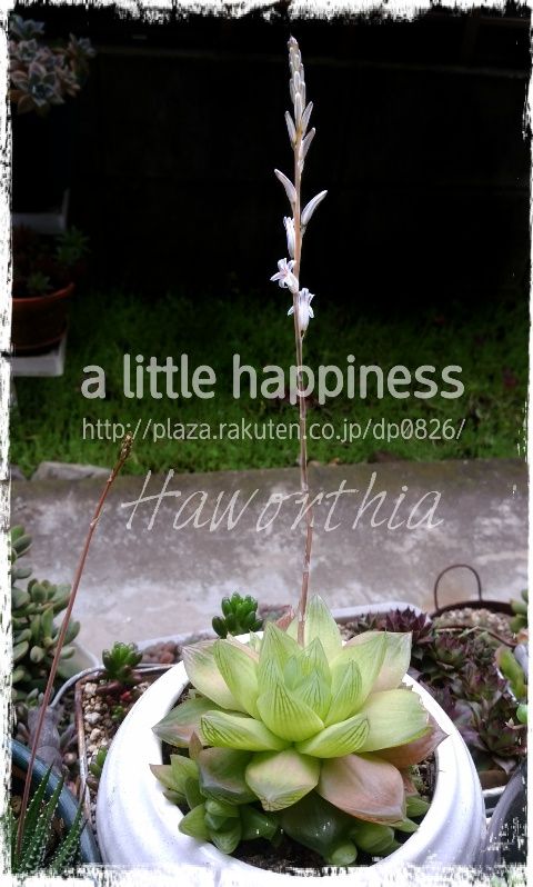 多肉植物 ハオルチア 銀鶏 京の華 A Little Happiness 日々の小さな幸せ 楽天ブログ