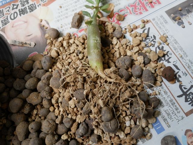 アデニウム 発芽から半年後 Verandism べらんでぃずむ ベランダ菜園とか 楽天ブログ