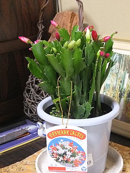 シャコバサボテンの鉢植えを購入 | 海外旅行紀行・戯言日記 - 楽天ブログ