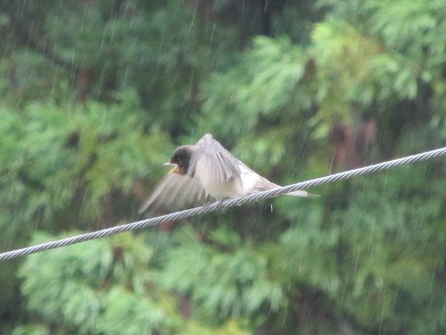 野鳥のひな