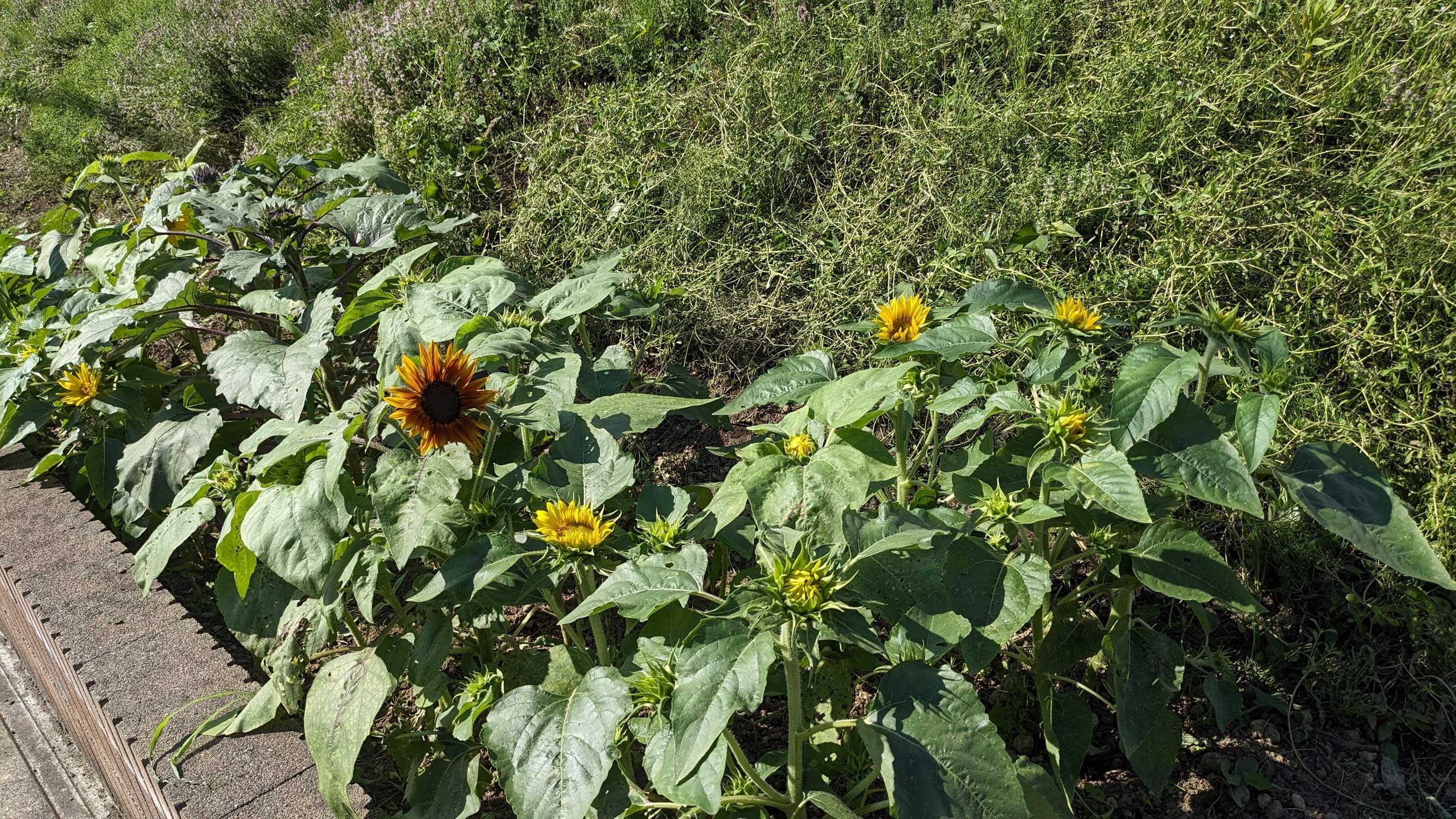 庭活 生垣を花壇コーナーに変更してミニひまわりを植える → 失敗 | ♪蒼いうさぎ＆旦那の部屋♪ - 楽天ブログ